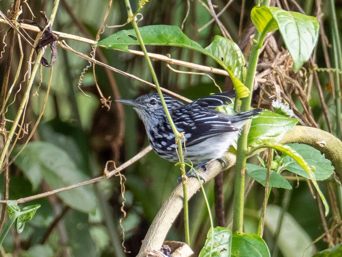 Chocó-Strichelameisenschlüpfer - ML298694951