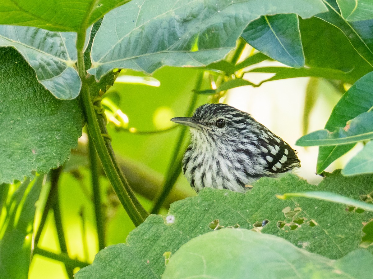 Pacific Antwren - Chris Fischer