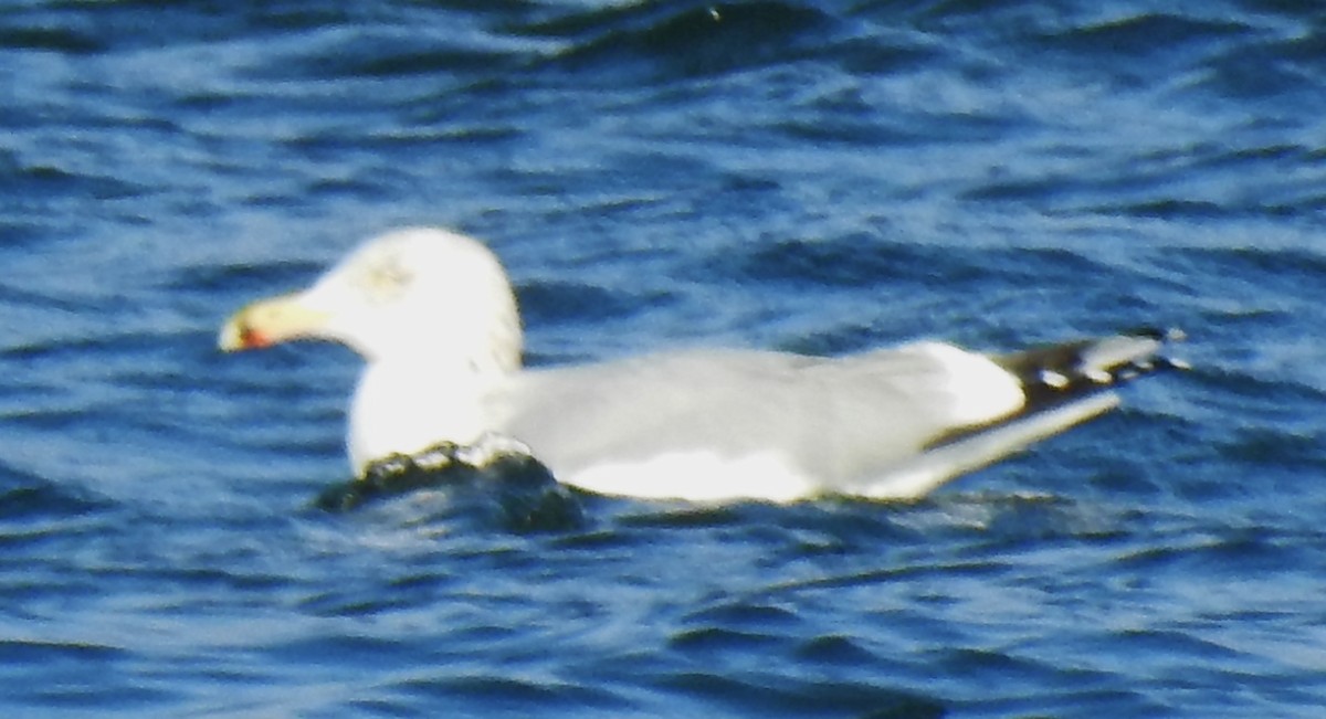 Herring Gull - ML298695141