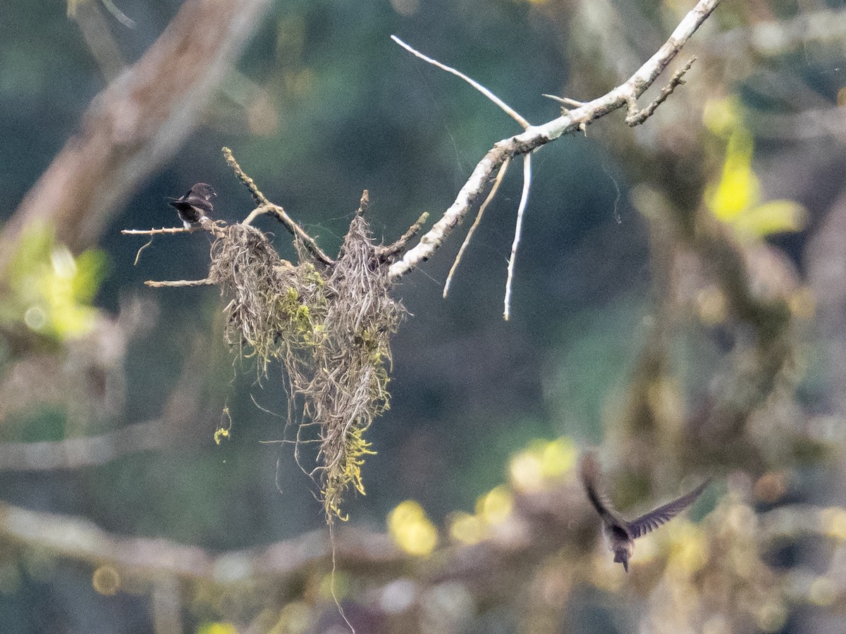 White-thighed Swallow - ML298695281