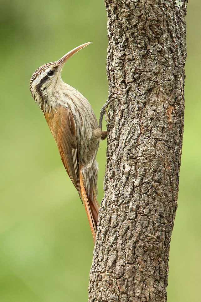 Narrow-billed Woodcreeper - Martjan Lammertink