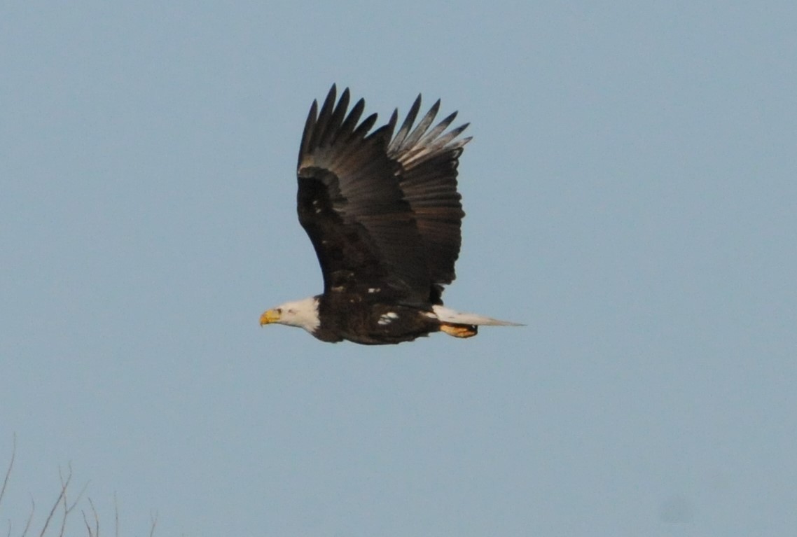 Bald Eagle - ML298697251