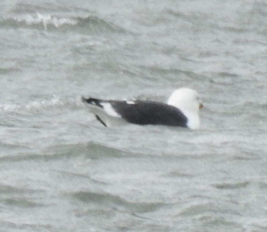 Great Black-backed Gull - ML298697311