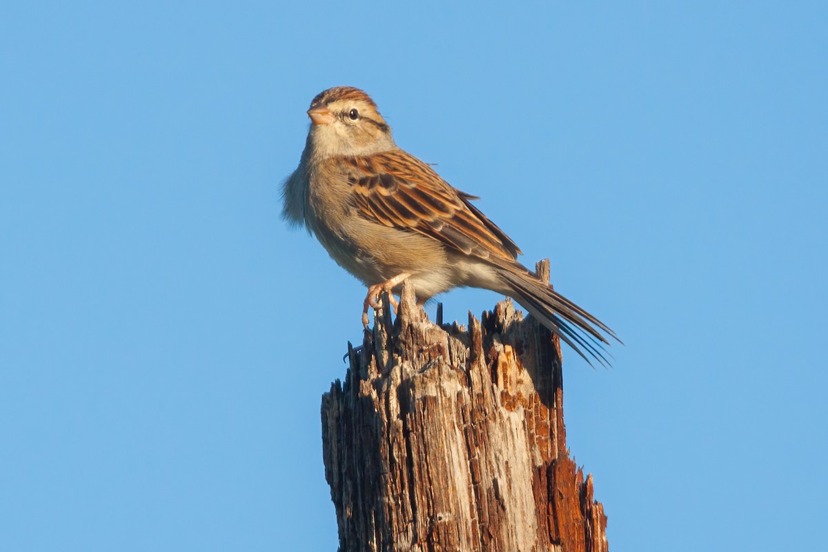 Chipping Sparrow - ML298697511