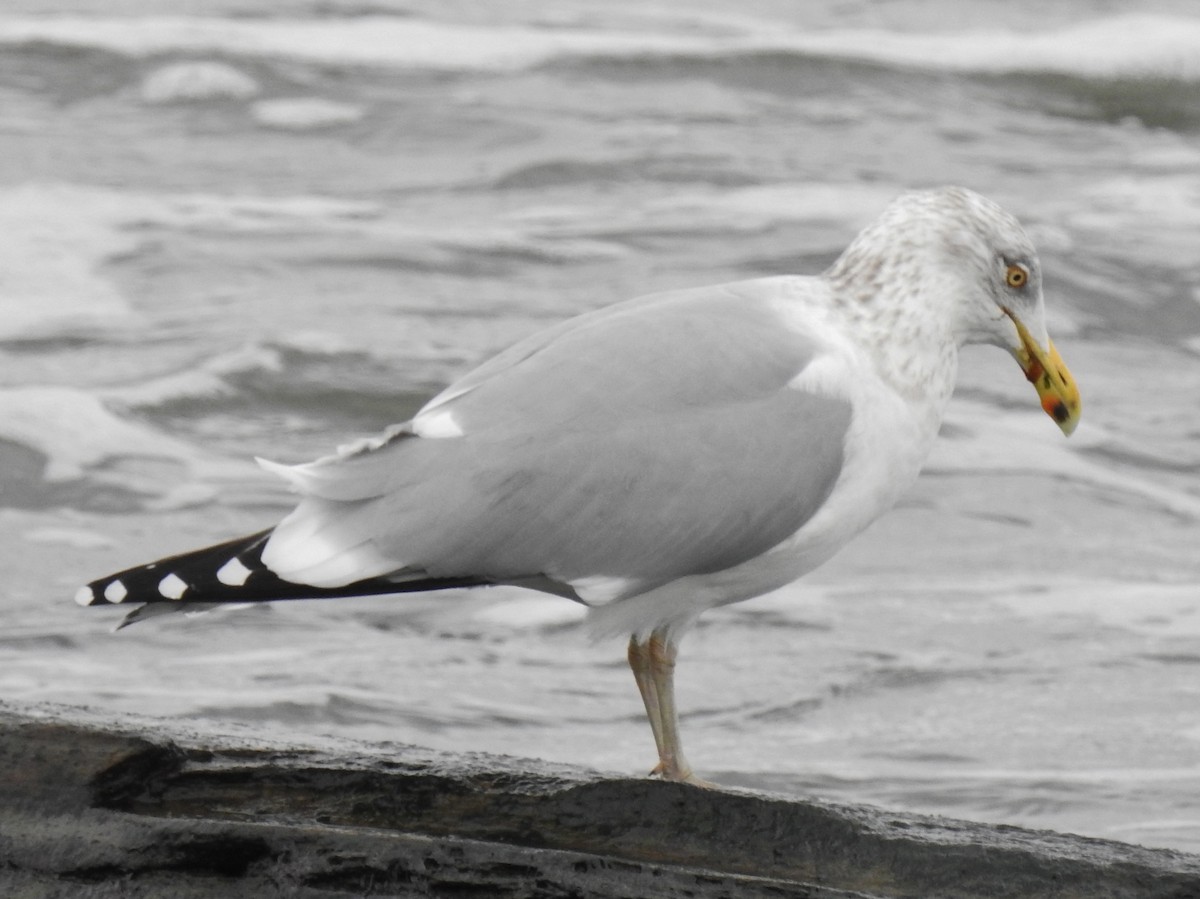 Herring Gull - alan murray