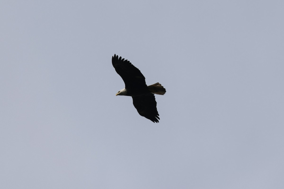 Bald Eagle - ML298699471