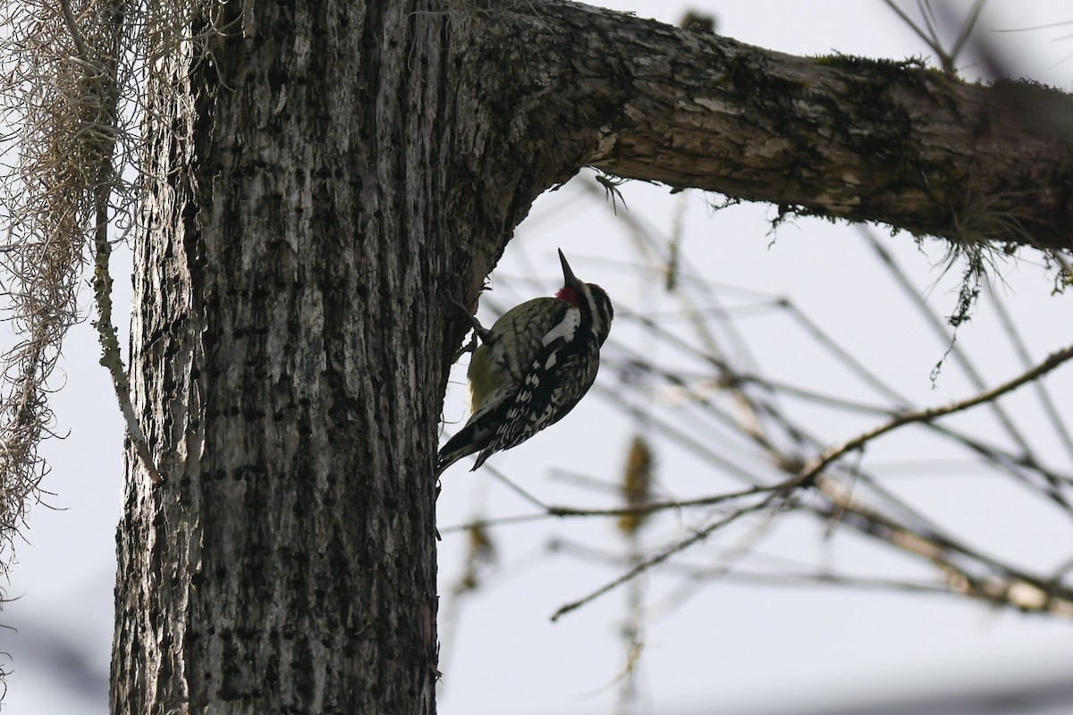 Yellow-bellied Sapsucker - ML298699631