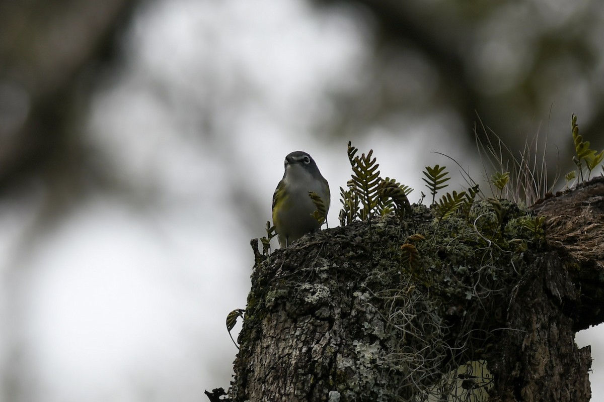 Mavi Başlı Vireo - ML298699841