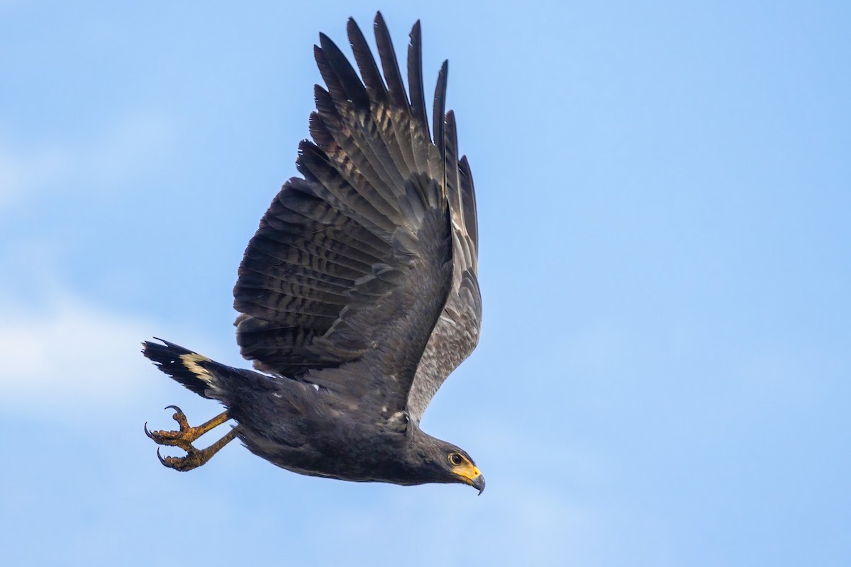 Solitary Eagle - Yeray Seminario