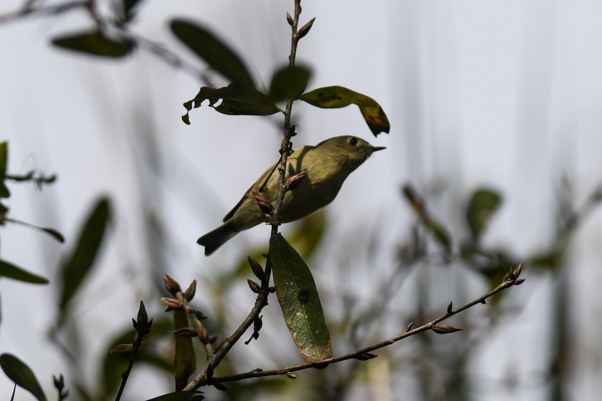 Ruby-crowned Kinglet - ML298700011