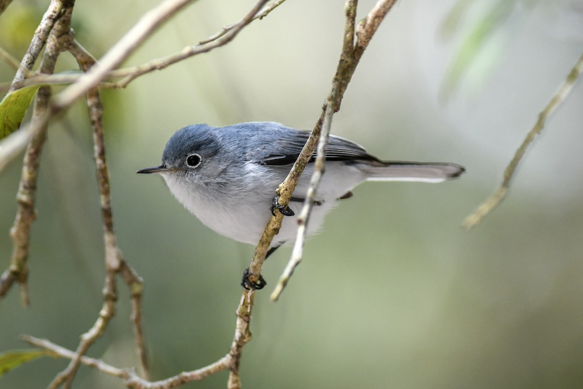 Blue-gray Gnatcatcher - ML298700061