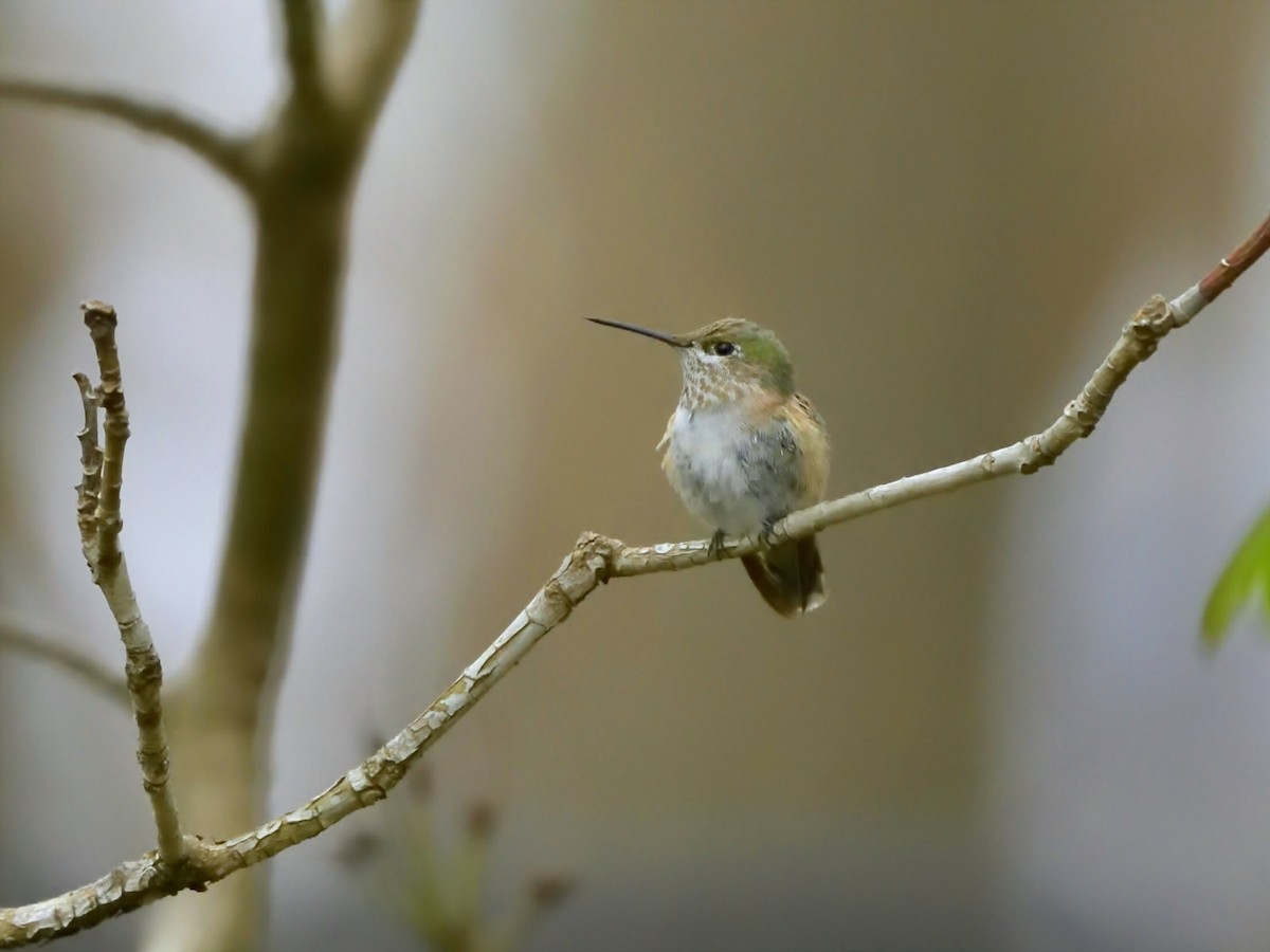 Calliope Hummingbird - ML298700251