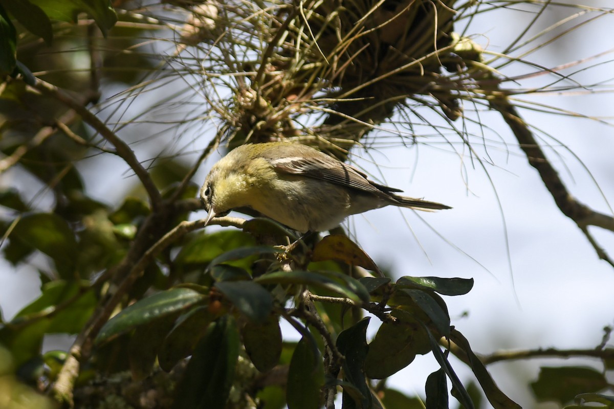 Pine Warbler - ML298700401