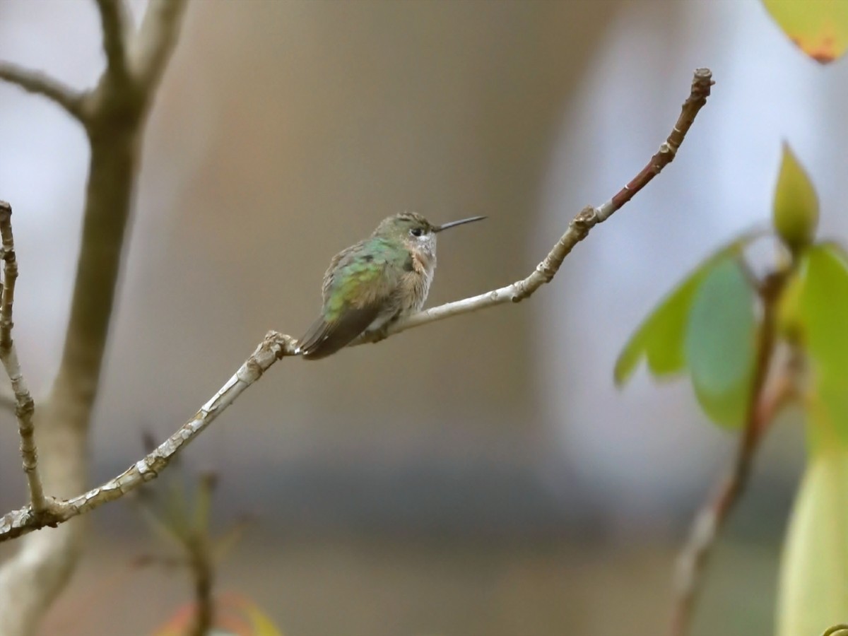Calliope Hummingbird - ML298700701
