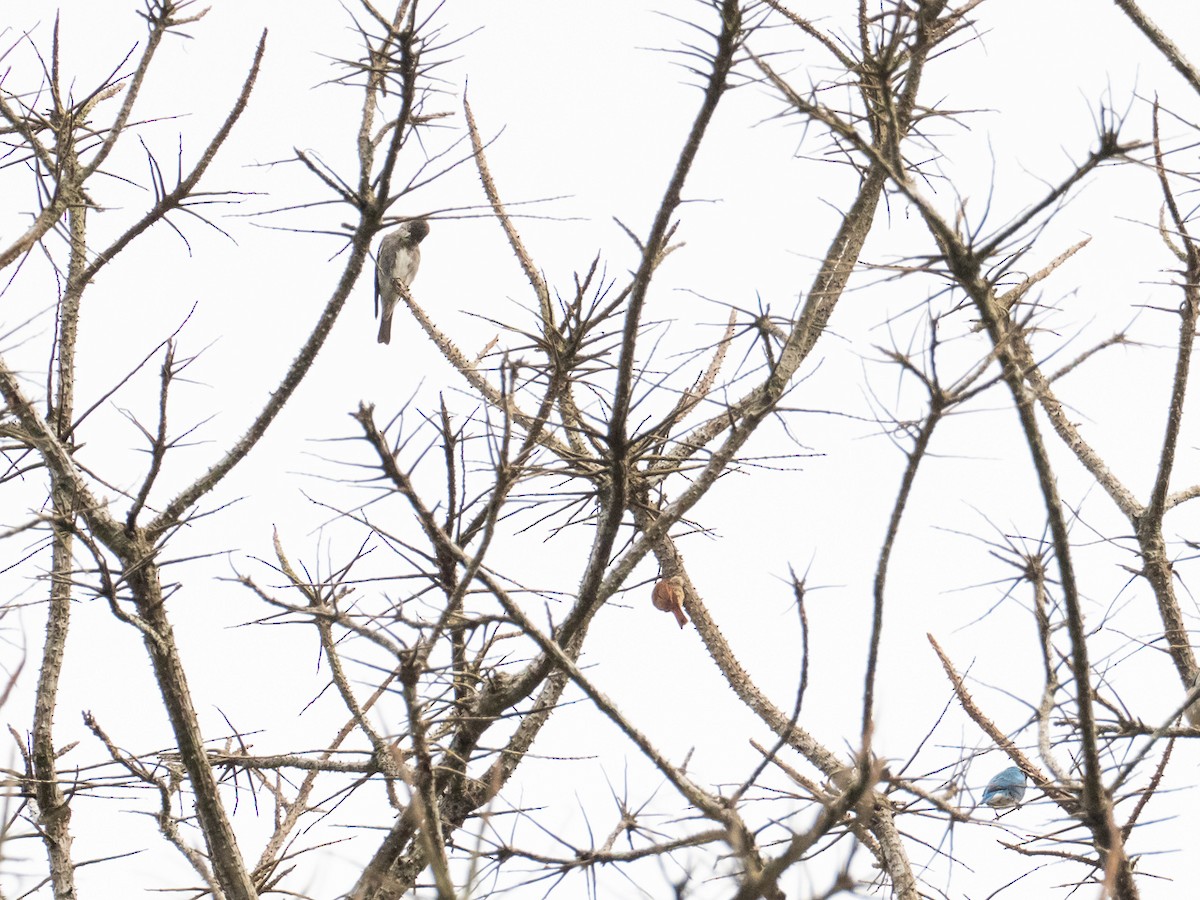 Olive-sided Flycatcher - Chris Fischer