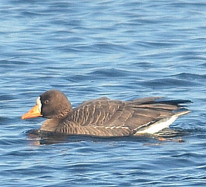 Greater White-fronted Goose - ML298701811