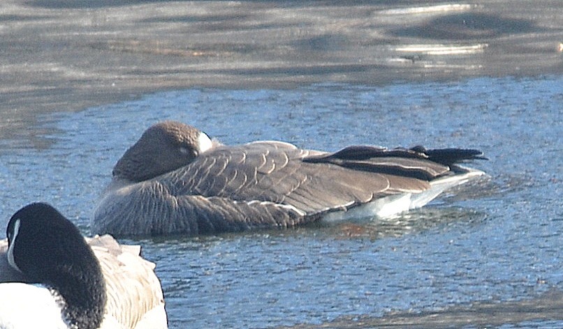 Greater White-fronted Goose - Richard Haimes