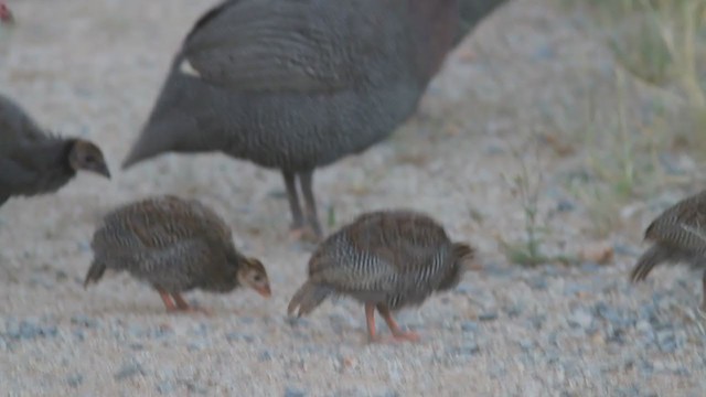 Helmeted Guineafowl - ML298702151