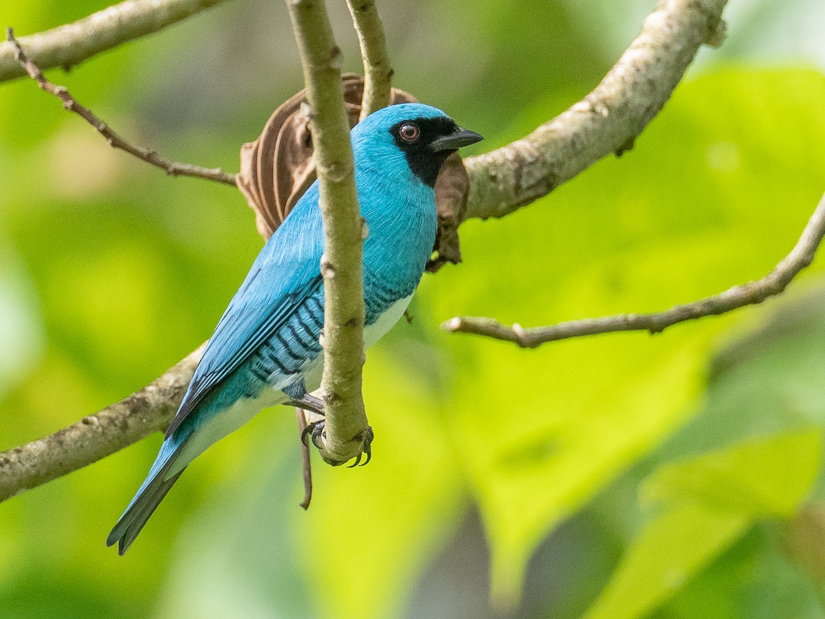 Swallow Tanager - Chris Fischer