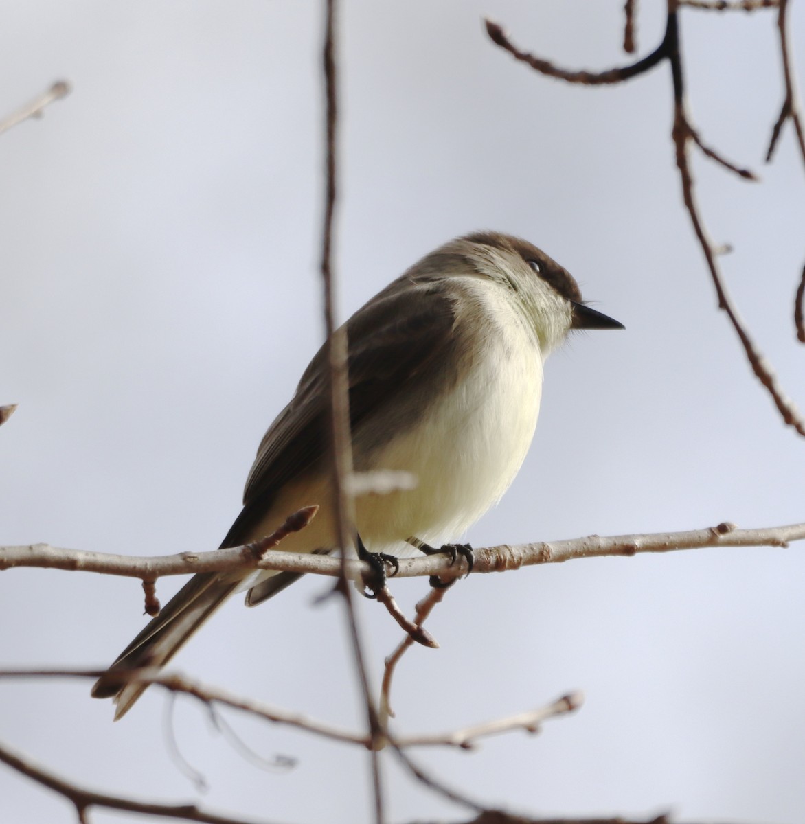 Eastern Phoebe - ML298703581