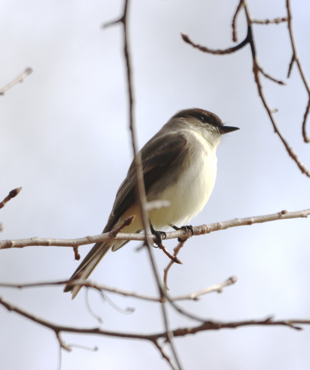 Eastern Phoebe - ML298703591