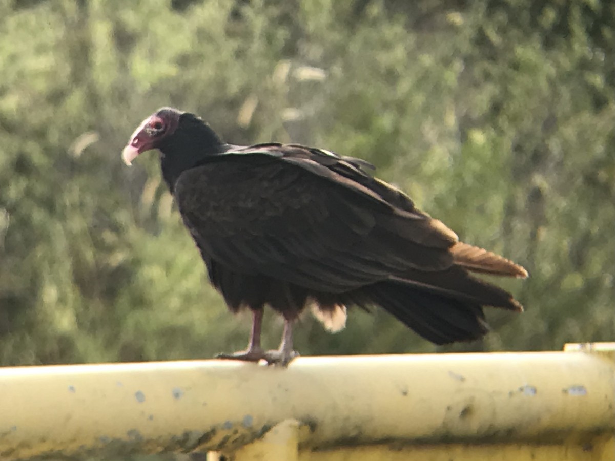 Turkey Vulture - ML298704701