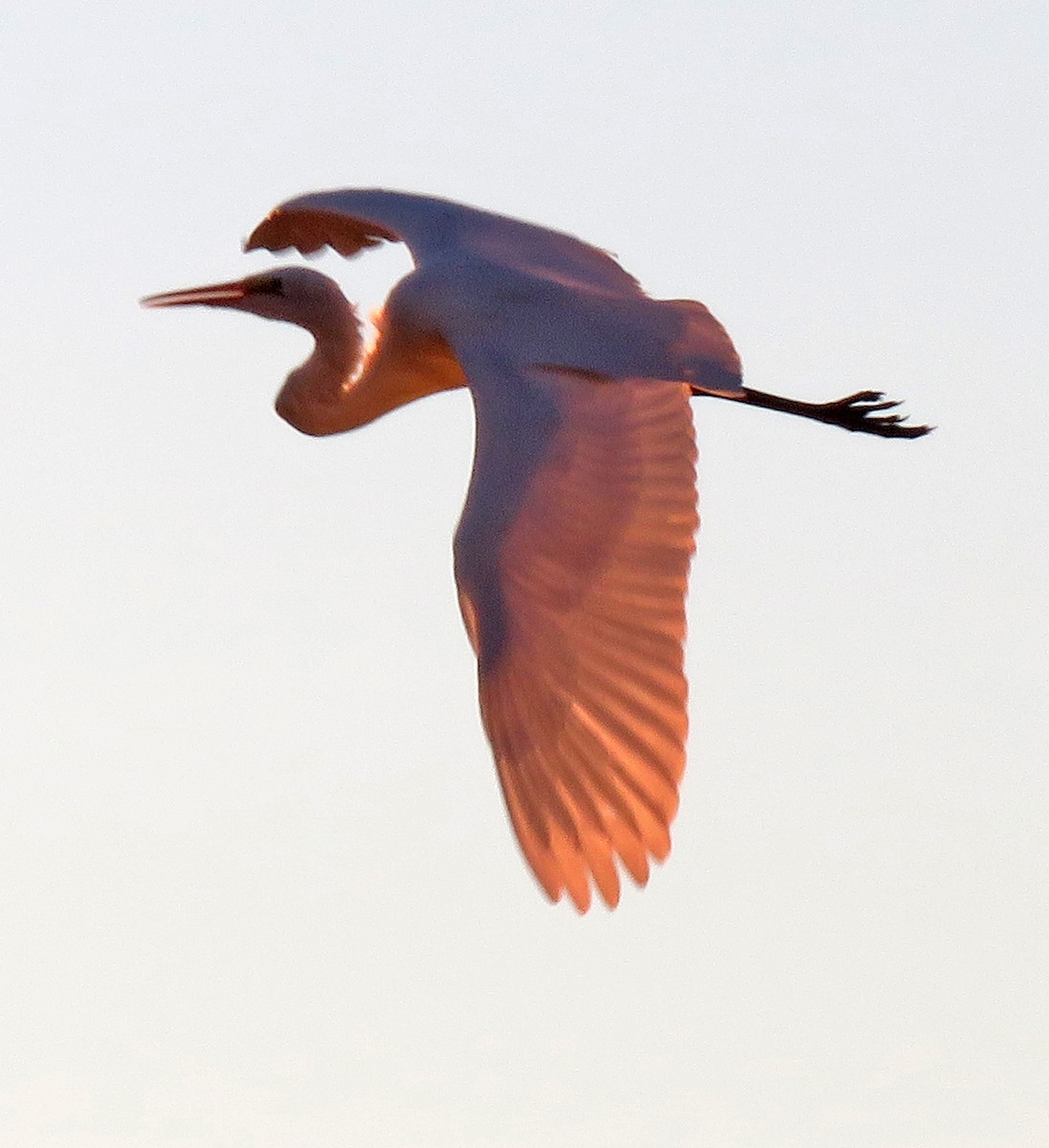 Great Blue Heron - ML298705561