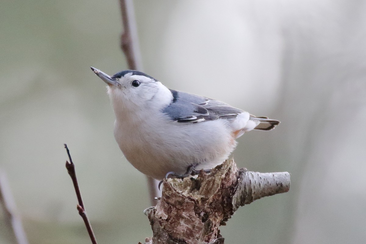 White-breasted Nuthatch - ML298707131
