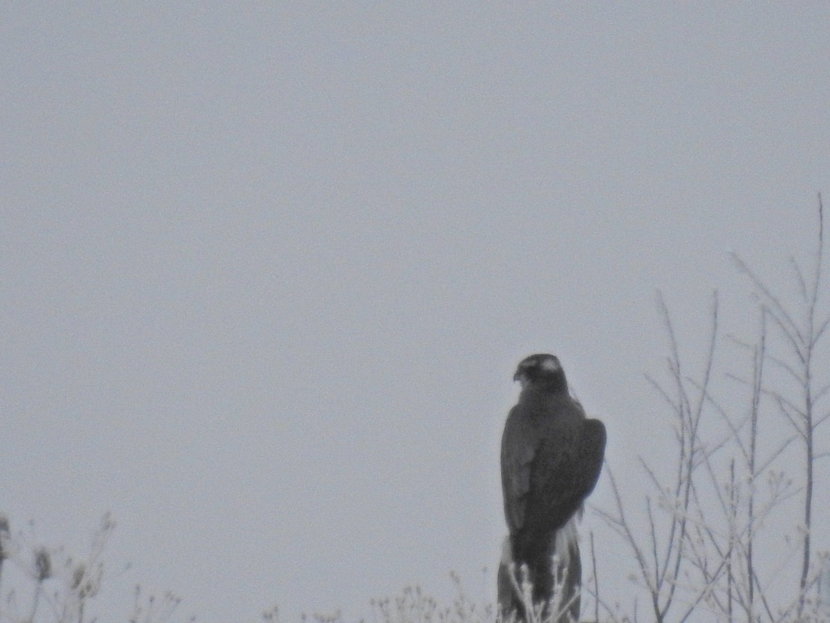 American Goshawk - ML298708451