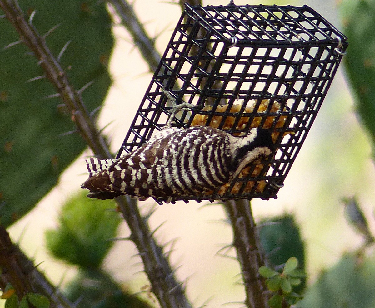 Ladder-backed Woodpecker - David Zittin