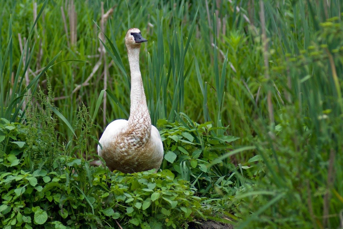 Cisne Trompetero - ML29870991