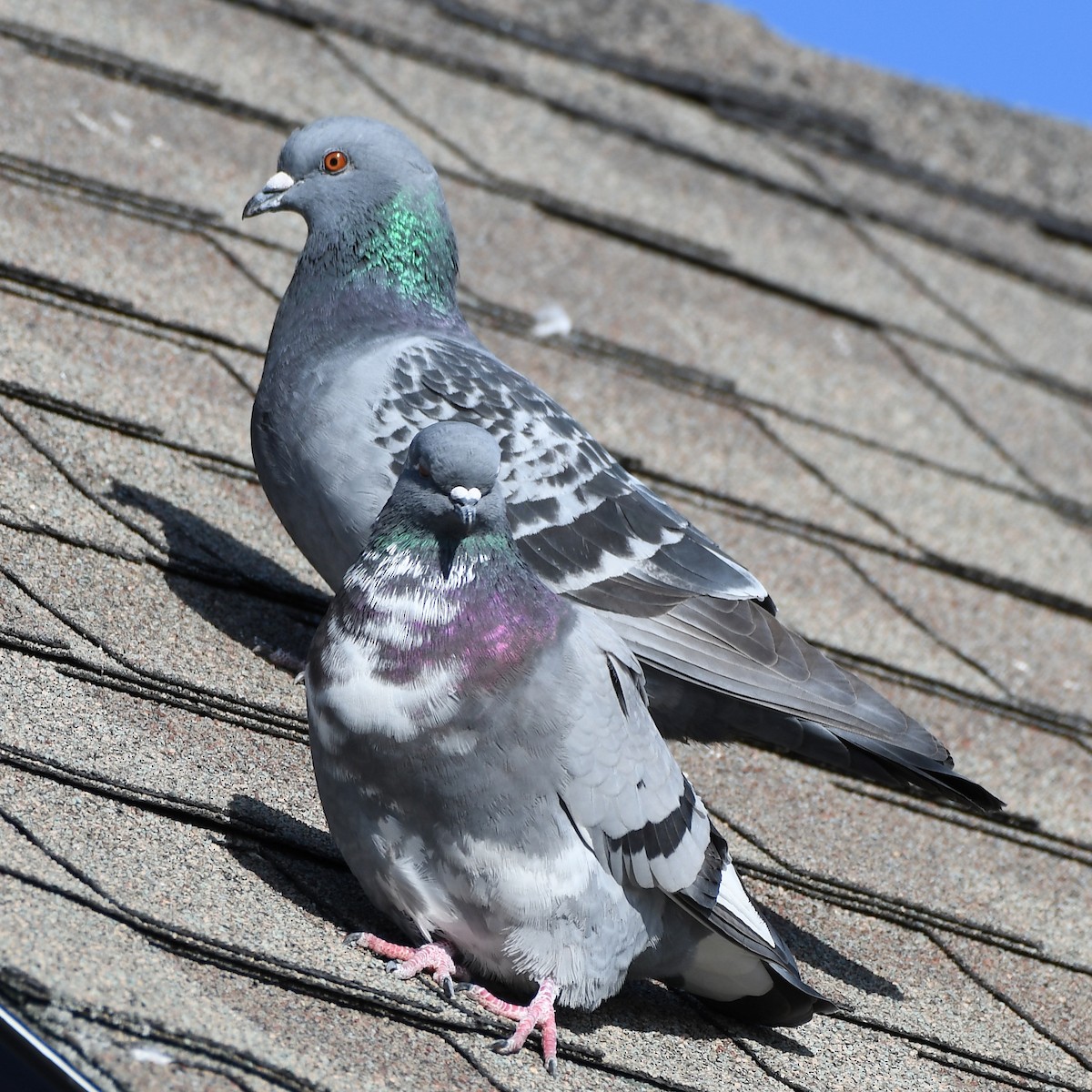 Rock Pigeon (Feral Pigeon) - Brett Hillman