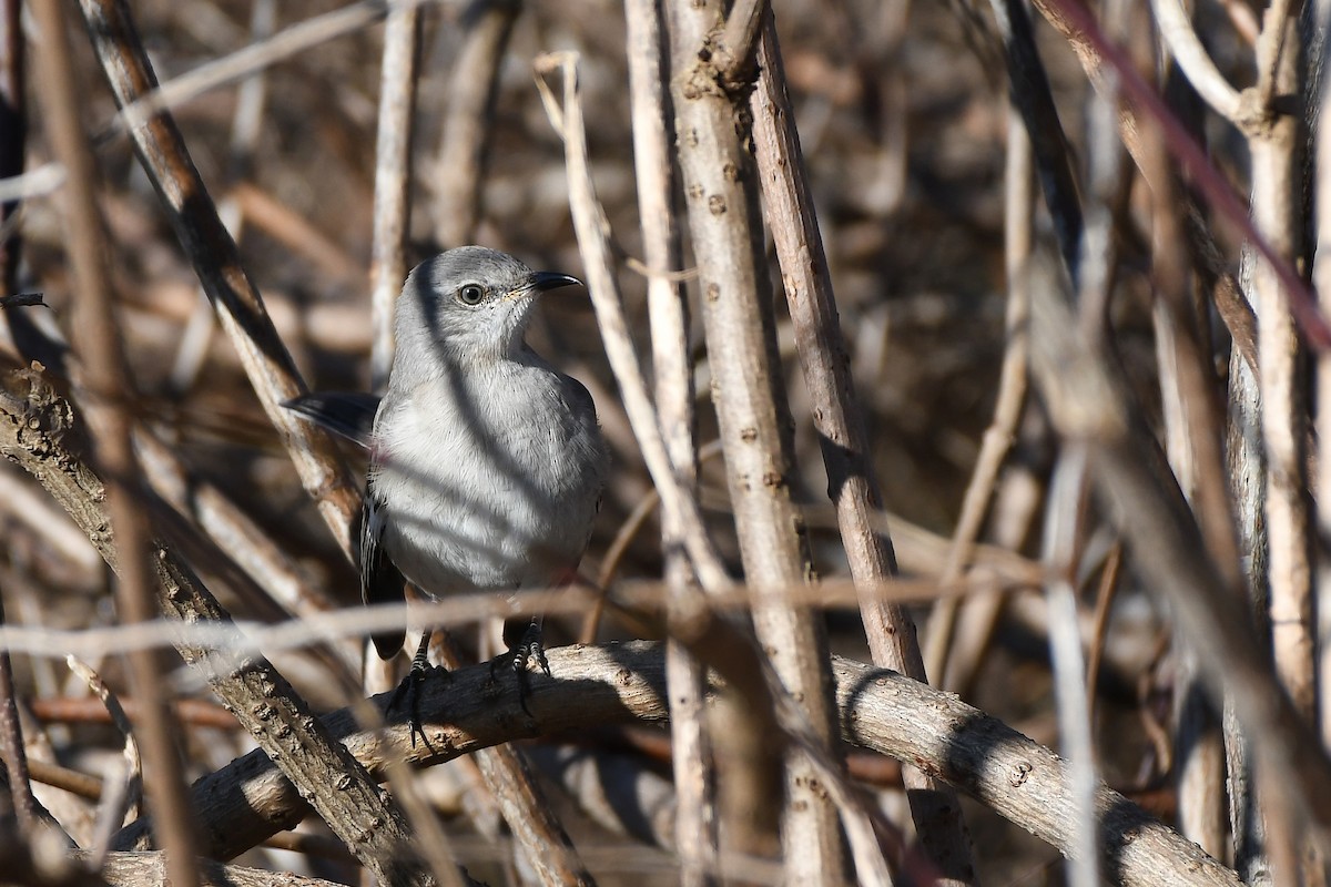 Northern Mockingbird - ML298710631