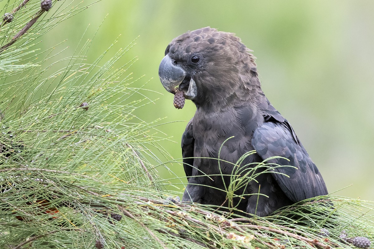 Glossy Black-Cockatoo - ML298710841