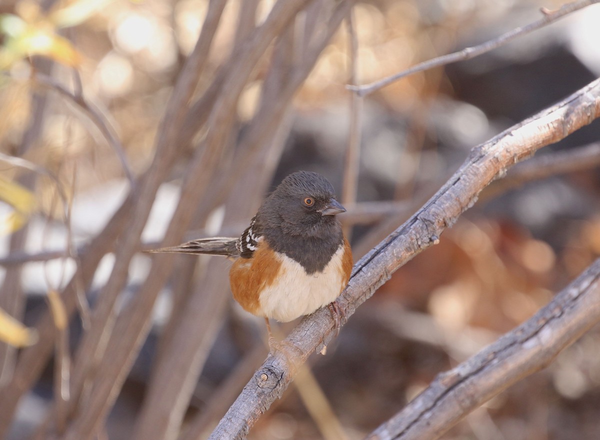 Spotted Towhee - ML298714001