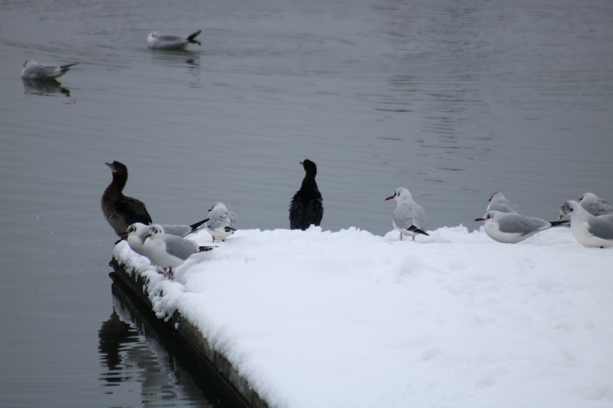 Pygmy Cormorant - ML298714161