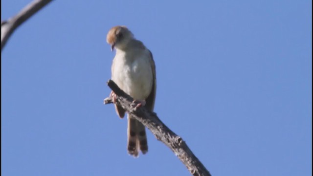 Rattling Cisticola - ML298714321