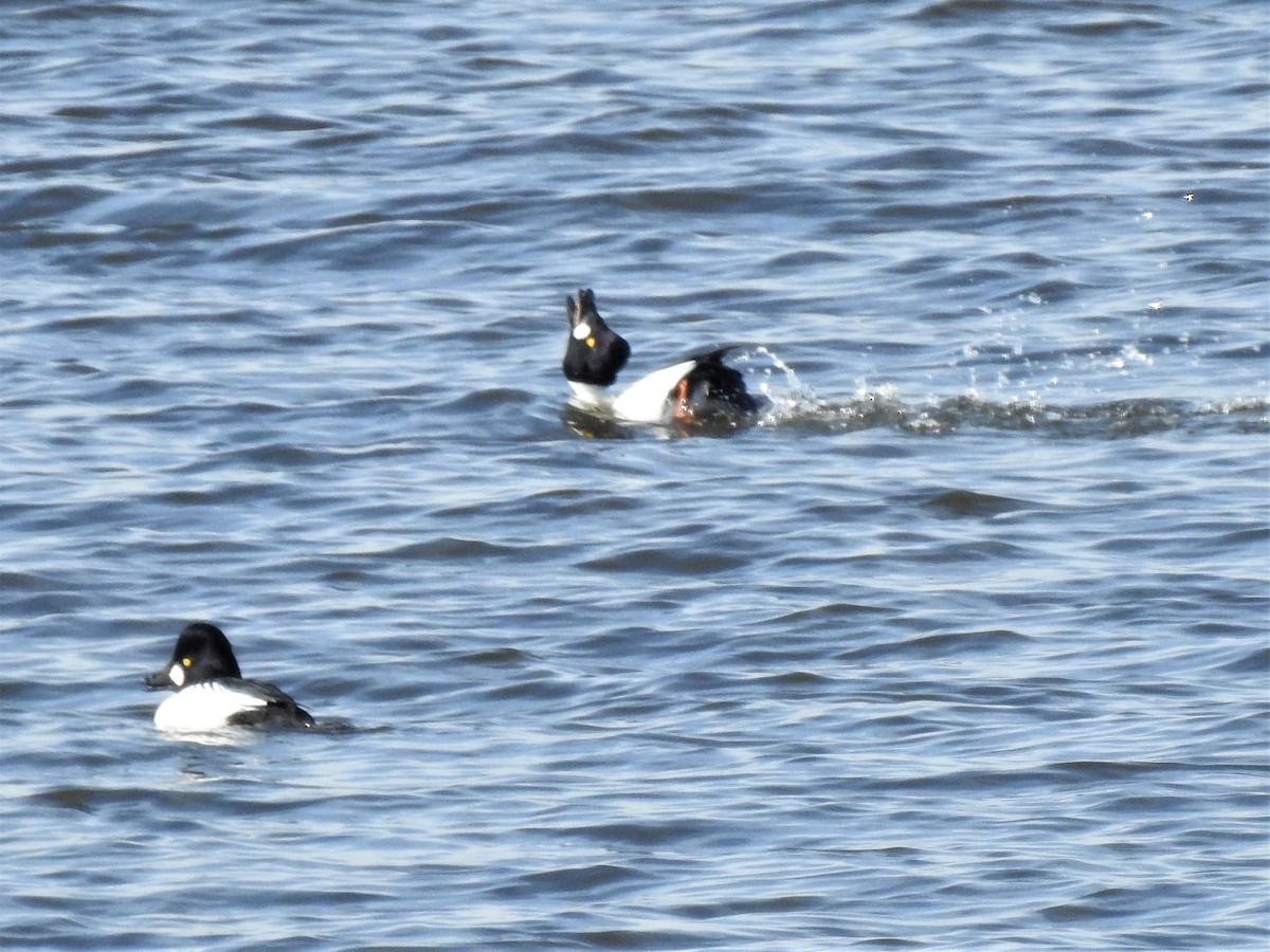 Common Goldeneye - ML298714881