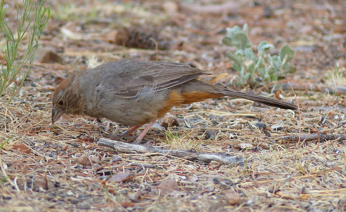 Canyon Towhee - ML29871591