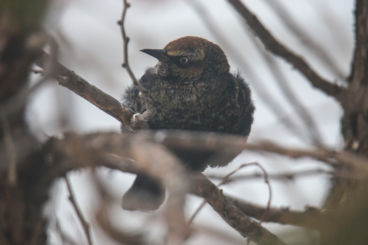 Rusty Blackbird - ML298715981