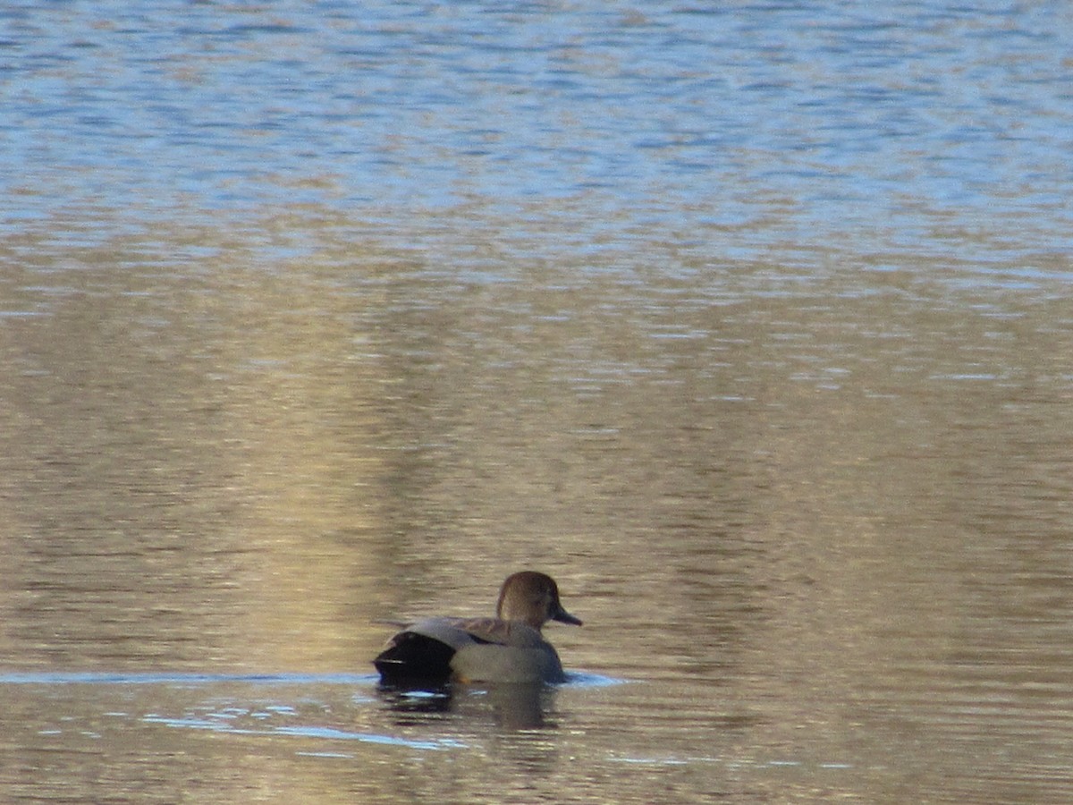 Gadwall - ML298716121