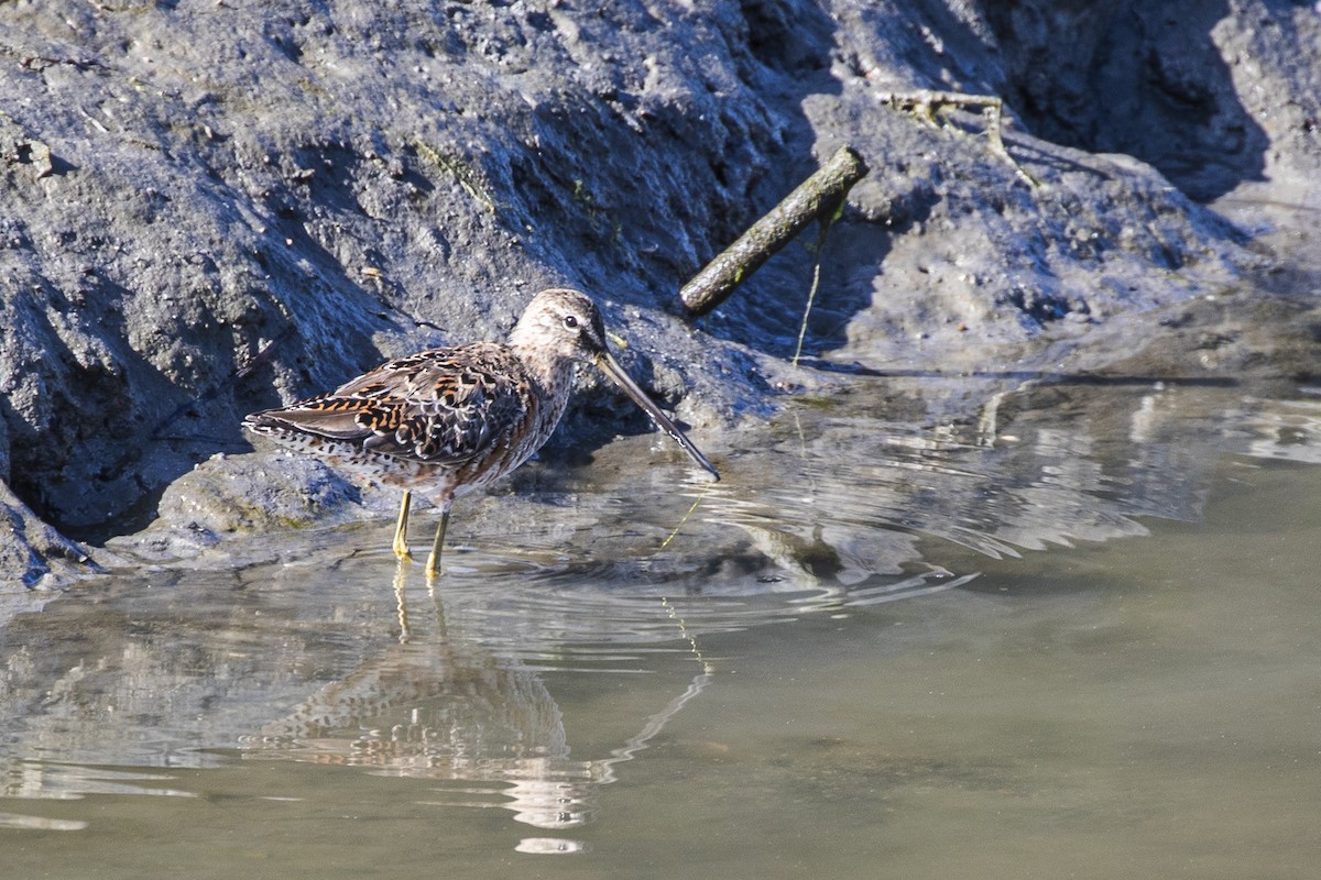 Long-billed Dowitcher - ML298716291