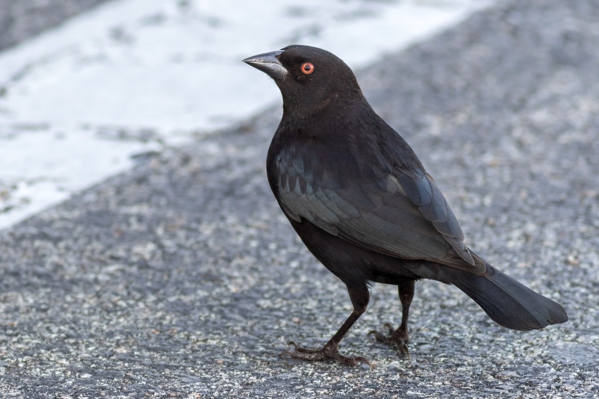 Bronzed Cowbird - Davey Walters