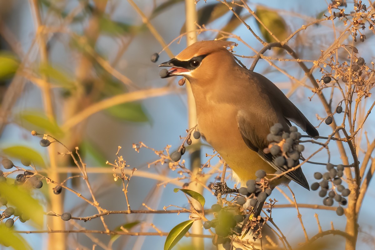 Cedar Waxwing - ML298721071