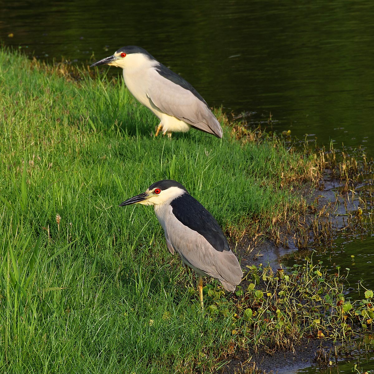 Black-crowned Night Heron - ML29872141