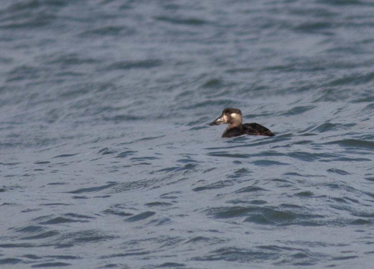 Surf Scoter - ML298721601