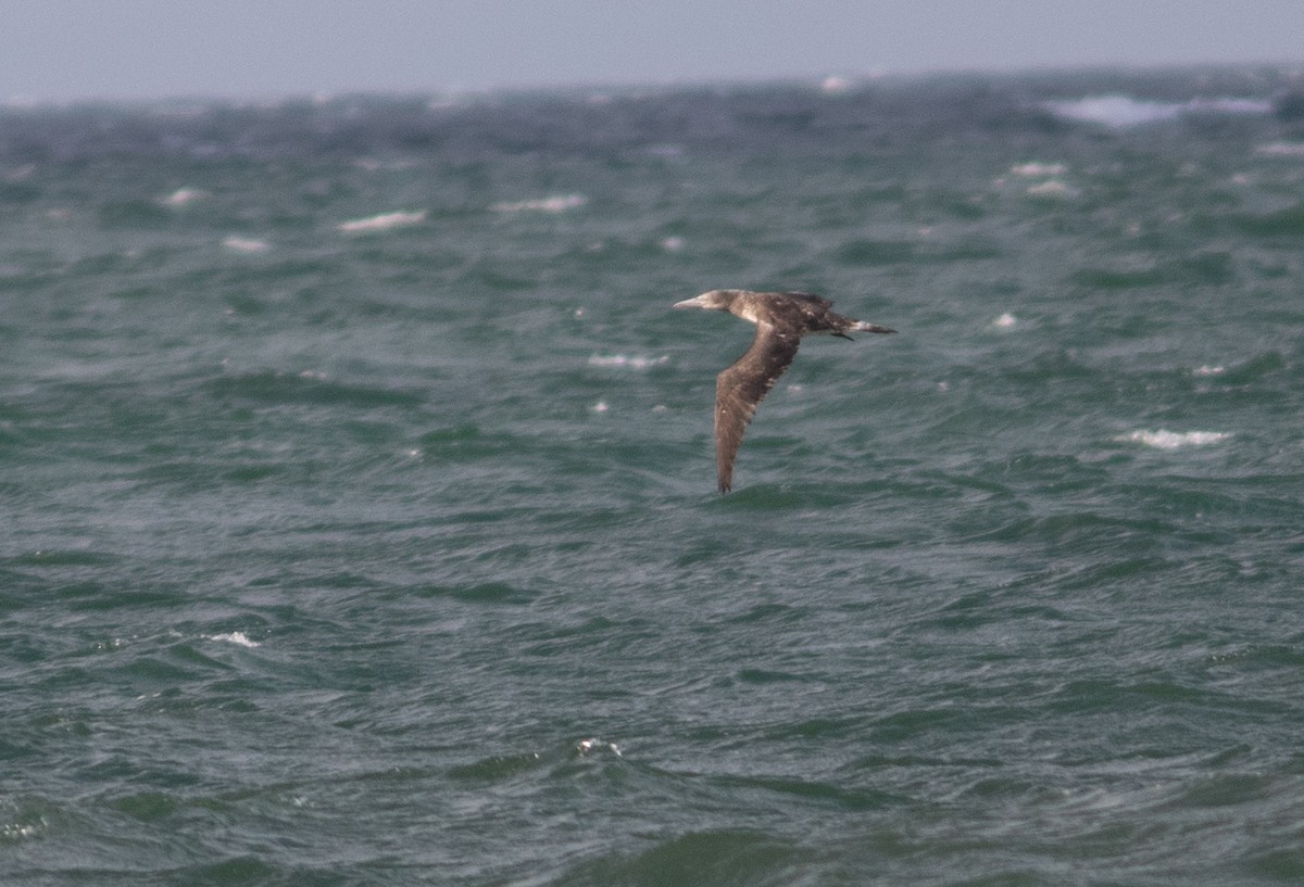 Northern Gannet - ML298721721