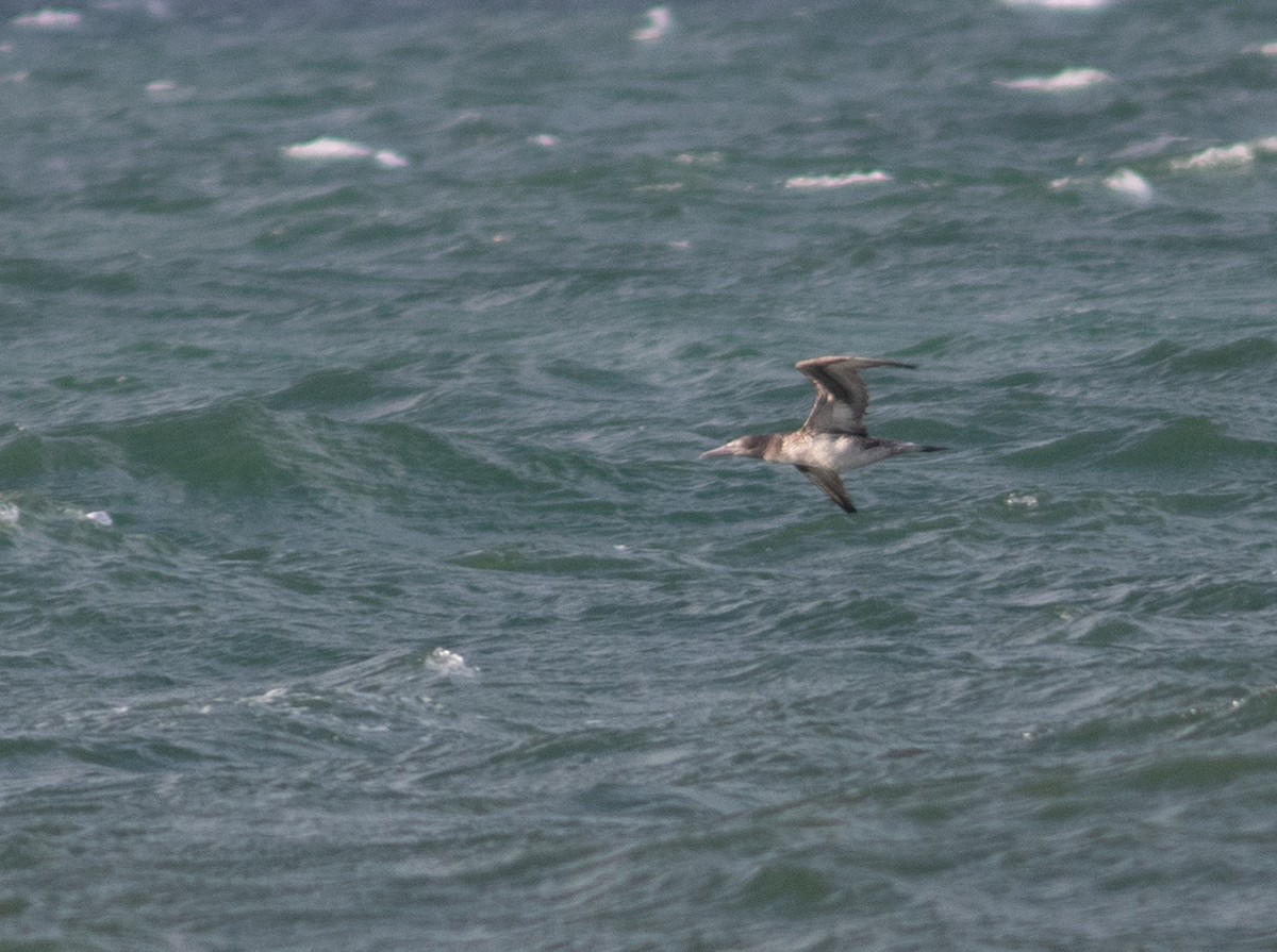 Northern Gannet - ML298721741