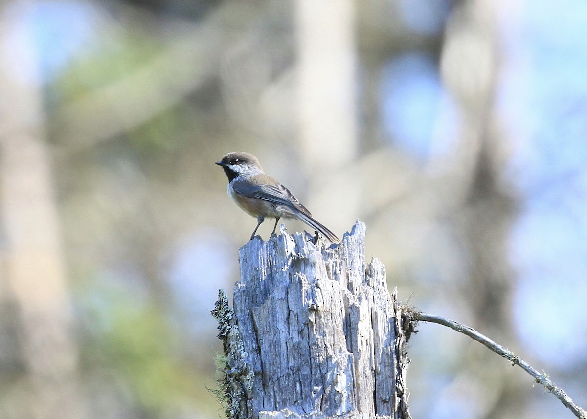 Mésange à tête brune - ML29872281