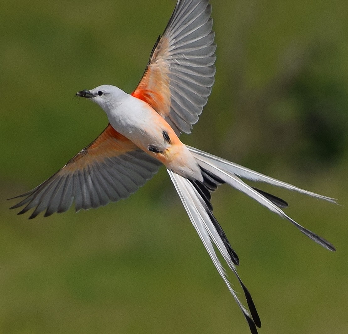 Scissor-tailed Flycatcher - Ben Heppner